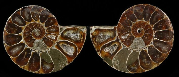 Small Desmoceras Ammonite Pair - #49845